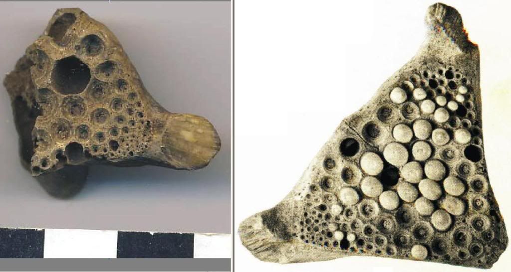 Bone Identification? TexAgs